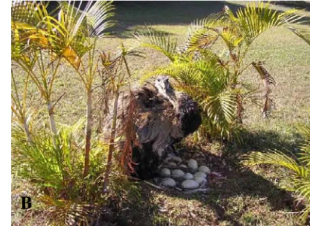 Figura 1.1 - O macho procura um local seguro e tranqüilo para incubar os ovos (A); ele o defende de qualquer  coisa que se aproxime numa demonstração clara do instinto protetor (B)