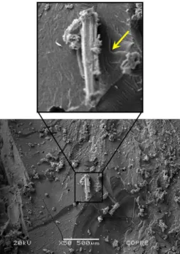 Figure 10. Low magniication SEM fractograph of bend tested  epoxy matrix composite reinforced with 30 vol% of malva ibers.