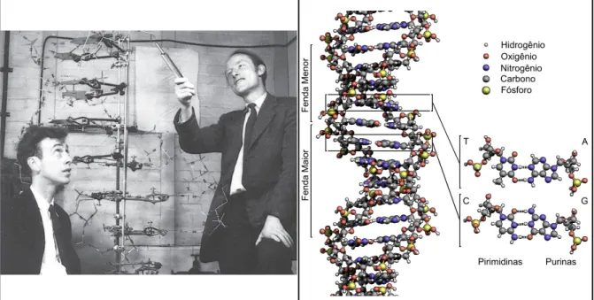 Figura 1.3 - Francis  Crick  (à direita) e James Watson mostrando um modelo da estrutura da molécula  de DNA (Fonte da imagem: Bioinformatics and Information Science Center)