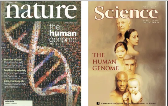 Figura  1.4  -  Duas  versões  do  genoma  humano  foram  descritas  por  dois  grupos  independentes  (Consórcio  Internacional  do  Projeto  Genoma  (12)  e  a  empresa  Celera  Genomics  (15))  e  foram  simultaneamente  publicadas  nos  periódicos  NAT