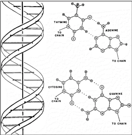 Figura  2.1  -  Representação  da  estrutura  do  DNA  como  descrita  por  Watson  e  Crick  (Fonte  da  imagem: Nature (8) - Direitos Autorais: Nature Publising Group).