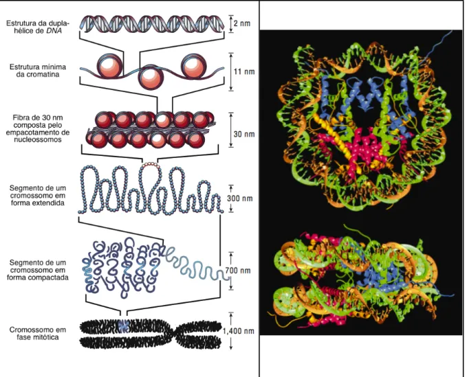 Figura 2.3 - Empacotamento do DNA nos vários  níveis  da estrutura da cromatina (Painel A)