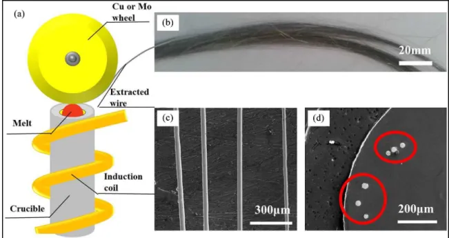 Figure 1. (a) Schematic diagram of the melt-extraction process, (b) optical micrograph of as-extracted microwires bundle, SEM images  of (c) side-view and (d) circular cross-section.