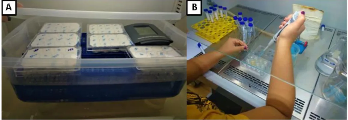 Figura  8.    Montagem  e  avaliação  de  ensaio  in  vitro.  (A)  Placas  de  Elisa  incubadas  sob  condições controladas (25ºC)