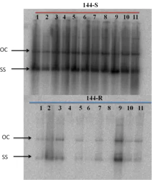 Figura 3.6. Análise por Southern blot do acúmulo de DNA-A de Tomato rugose  mosaic virus - ToRMV em plantas de LAM 144R (resistentes) e LAM 144S (suscetíveis)  aos 30 dias após a inoculação