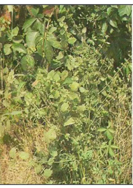 Figura  11 – Erva Cidreira (Melissa  officinalis) (34)