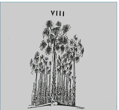 Figura 2: Imagem contida no livro Canção da Terra dos Carnaubais (1965, VIII). 