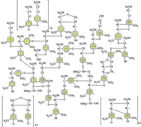 Figura 3.6 - Esquema estrutural da lignina da angiosperma Fagus sylvatica proposto por Nimz  (Lewin e Goldstein (1991) apud Pastore (2004))