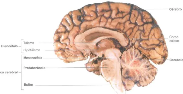Figura 1- Diferentes regiões que compõe o encéfalo. O encéfalo é composto pelo cérebro, cerebelo,  diencéfalo (tálamo, hipotálamo) e pelo tronco cerebral que é dividido em mesencéfalo, protuberância e  bulbo  raquidiano