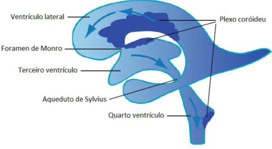 Figura  3  -  Sistema  Ventricular  cerebral.  Cada  hemisfério  cerebral  possui  um  ventrículo  lateral  que  comunica  com  o  terceiro  ventrículo  através  do  Forame  de  Monro  ou  interventricular,  já  o  terceiro  comunica com o quarto ventrícul