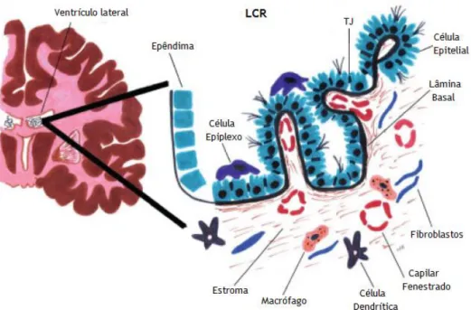 Figura 4 - Ilustração morfológica do Plexo Coroideu(CP) do ventrículo lateral. O CP é constituído por  uma monocamada de células epiteliais unidas por tight juctions (TJs)
