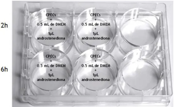 Figura  8  -  Exemplo  ilustrativo  dos  ensaios  funcionais  em  culturas  primárias  de  células  epiteliais  de  rato com 2h e 6h de tempo de incubação