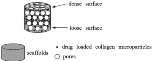 Figure 1. Illustration showing gradient distribution of drug loaded  collagen microparticles in HCP scaffolds.