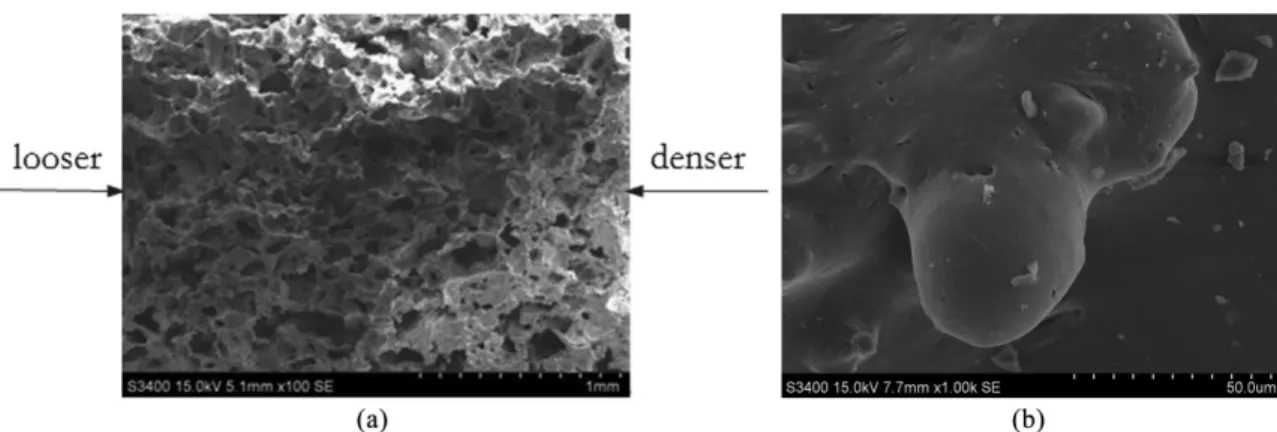 Figure 3. SEM images of the cross-section of the HCP scaffolds (a) and SS loaded collagen microparticles embedded in the scaffolds (b).