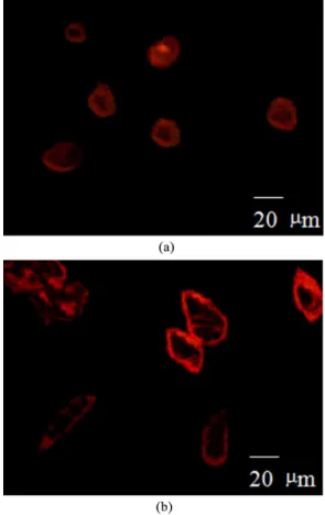 Figure 6. Proliferation of MC3T3-E1 cells on both surfaces of the  HCP scaffolds. At the indicated time points, cell viability of the loose  surface group was signiicantly higher than those of the dense surface  group