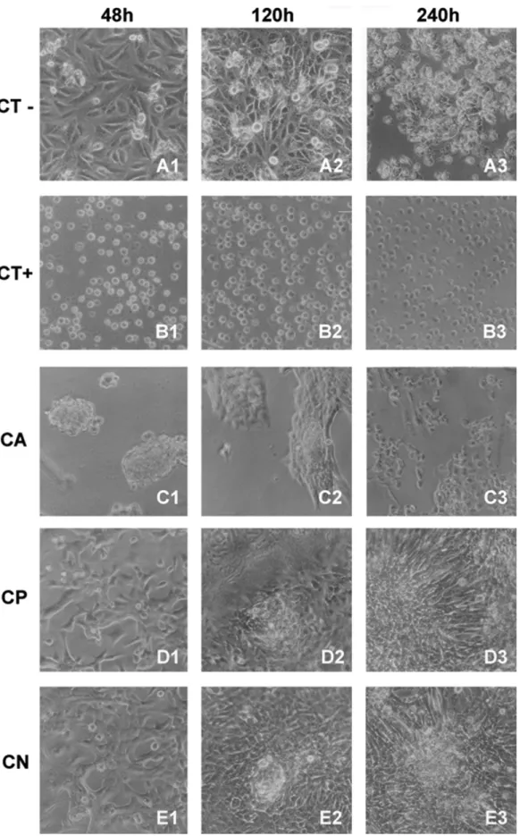 Figure 6. Morphology of Vero cells cultured on different chitosan membranes, obtained by light microscopy