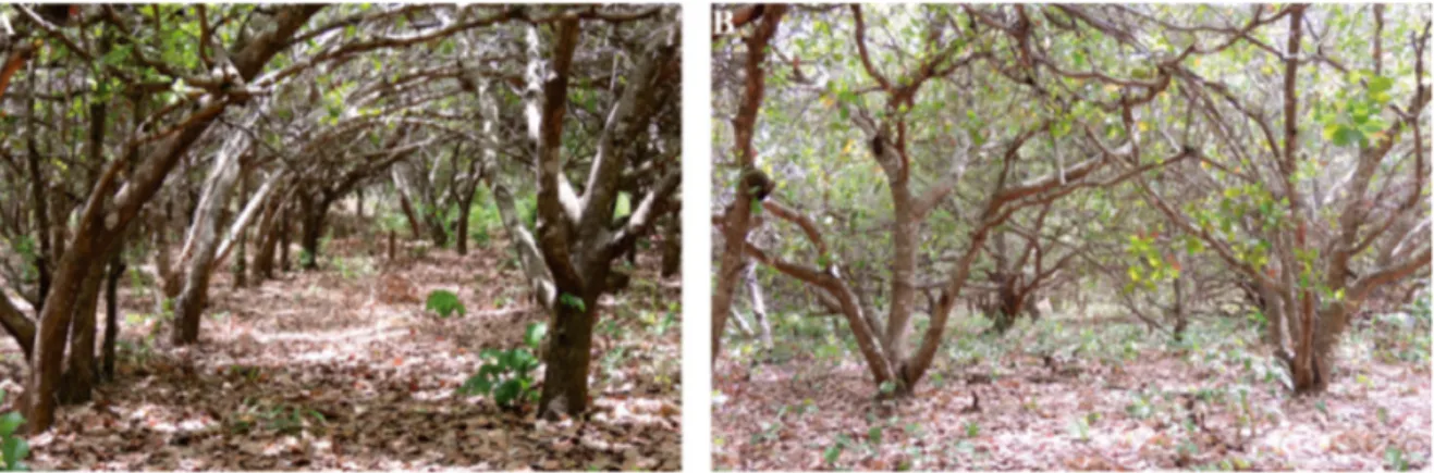 Figure 4.  (A,B) Cashew orchards with close tree spacing and low undercover species diversity at  Bafatá villages