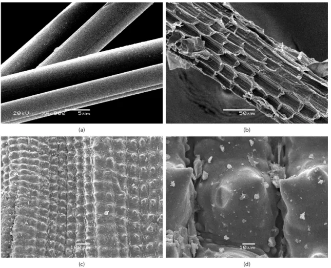Figure 2. SEM micrographs of ibres surface: (a) RTF (bar: 5 µm), (b) PCF (bar: 50 µm), (c) RH (bar: 100 µm) and (d) RH (bar: 10 µm).