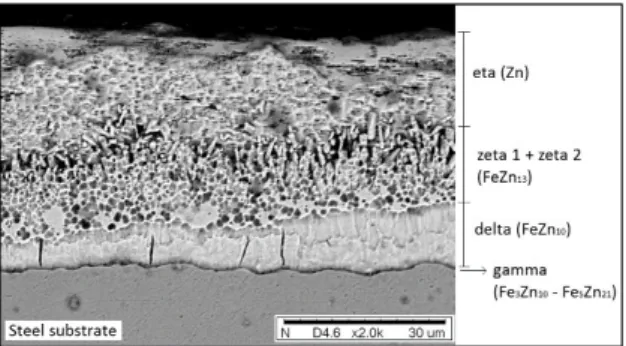 Figure 1 shows the zinc coating microstructure applied  to steel coupons. The immersion of steel substrates in liquid  zinc bath, promotes several reactions depending on the bath  composition and the steel, forming primary phases during  long-time immersio