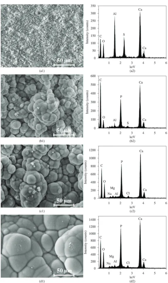 Figure 3. SEM and EDS analysis of the cement samples (a) before immersion and after immersion in SBF for (b) 7, (c) 14 and (d) 21 days.
