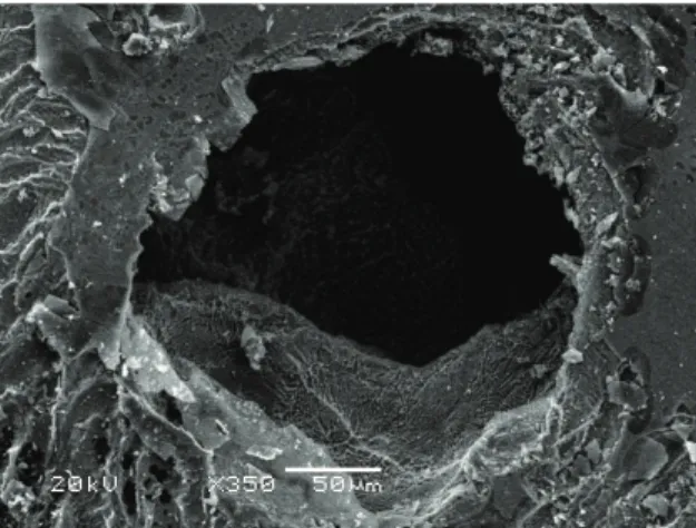 Figure 3. Mechanically polished NiTi images obtained by scanning  electron microscope.