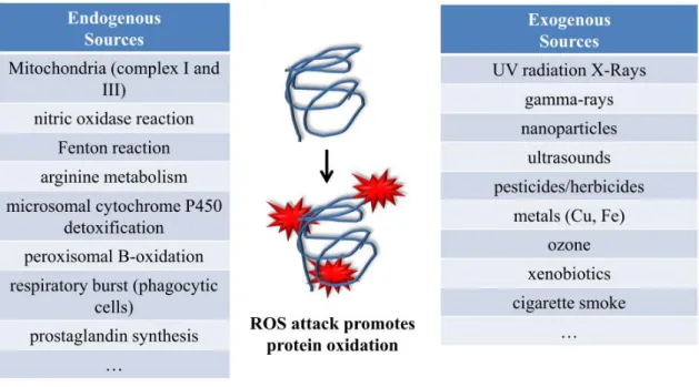 Figure 1. Reactive Oxygen Species sources. ROS are an inevitable consequence of daily life