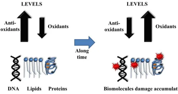 Figure  2.  How  oxidative  stress  occurs.  Across  different  organisms,  young  cells  have  higher  levels  of  antioxidants  comparing  to  oxidants,  promoting  a  reduced  cellular  environment
