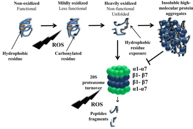 Figure 3. Actin carbonylation and aggregation fate: proteasome 20S or protein aggregates? Native  actin  gets  moderately  oxidized  when  cells  are  challenged  with  hydrogen  peroxide  to  promote  oxidative  stress