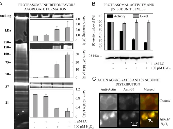 Fig. 2. Actin aggregation and proteasome inhibition. Jurkat cells were incubated as described above with the exception that the proteasome inhibitor lactacystin was present in some of the experiments
