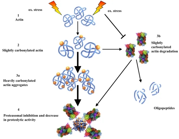 Fig. 7. Proposed events for actin aggregate formation and proteasome inhibition. Native actin (1) is moderately oxidized if cells are challenged with hydrogen peroxide (2).