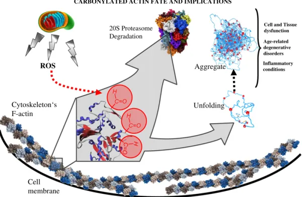 Fig. 1 – Fate of carbonylated actin and biological implications. When the cellular internal redox state changes because of enhanced ROS production, mainly by mitochondria, proteins become carbonylated