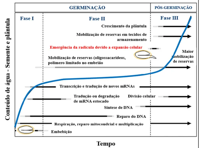 Figura  1.  Curso  de  tempo  dos  eventos  físicos  e  metabólicos  que  ocorrem  durante  a  germinação  (Fases  I  e  II)  e  pós-germinação  (crescimento  inicial  da  plântula)  (Fase  III)