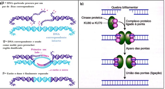 Figura  4.  Mecanismos  de  reparo  ao  dano  à  fita  dupla  do  DNA:  a)  por  recombinação  homóloga  (adaptado  de  http://scienceblog.cancerresearchuk.org)  e  b)  por  recombinação  não  homologa (fonte : www.ebah.com.br/content/ABAAAAIggAI/mutacaore