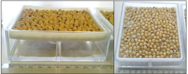 Figura 1. 1. Sementes de soja preparadas para o envelhecimento acelerado em gerbox com 40  mL de água