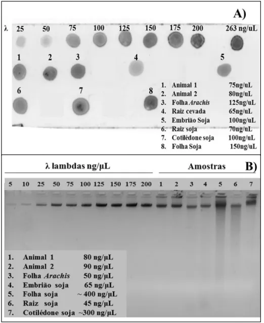 Figura 2.4 Quantificações por comparação com DNA padrão com concentração conhecida: a)  Quantificação por dot em lâmina e b) Quantificação por gel de agarose