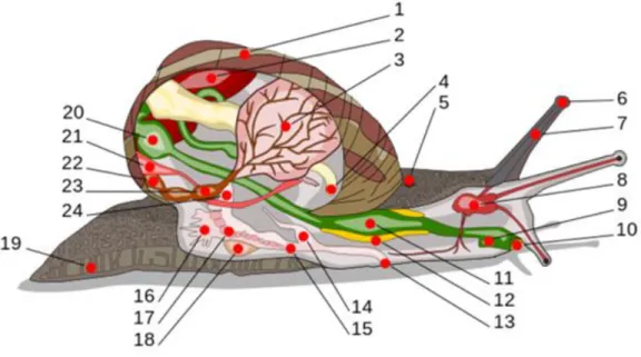 Figura 1 – Morfologia do caracol Helix aspersa (Adaptado de Nordsieck, 2013).