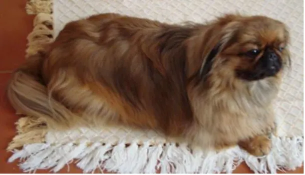 Figura  5:  Lana,  a  primeira  cadela  (raça  Pequinois)  certificada  como  cão  para  surdos  em  Portugal (retirado de: Arca de Noé, 2009) 