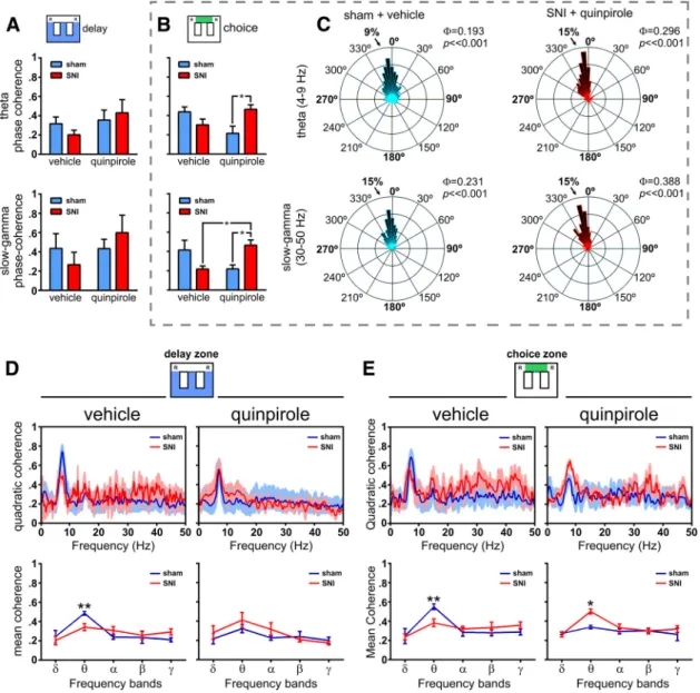 Figure 6. Spectral analysis of ␪ and ␥ LFP activity in dorsal and ventral hippocampus during maze navigation