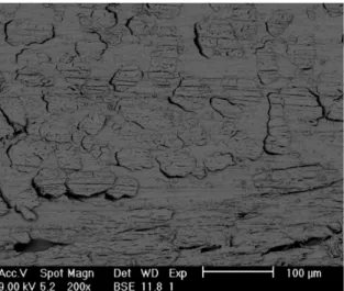 Figure 1. SEM cross view of the iber distribution.