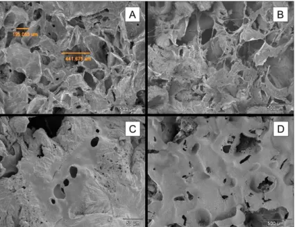 Figure 4. (A) Scanning electron micrograph of the surface of a PLDLA scaffold. (B) Osteoblastic-like cells cultured on a PLDLA scaffold  for 24 h