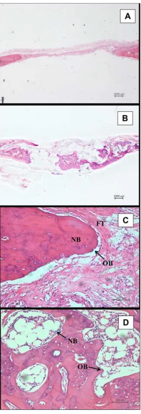 Figure 6. Histological alterations 12 weeks after scaffold implantation. 