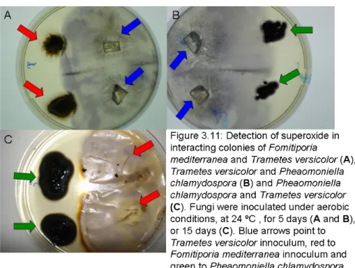 Figure 3.12 shows the results achieved for the isolated fungal species under study to  detect hydrogen peroxide (H 2 O 2 )