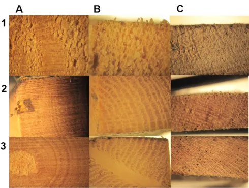 Figure 3.15: Tranversal sections of wood following interaction with the fungi. Letters identify the  type of wood