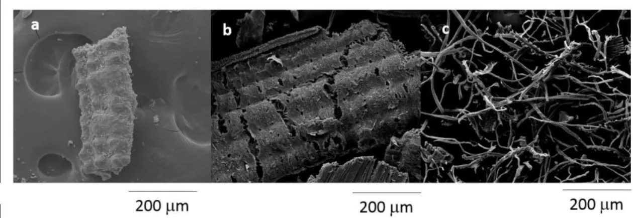 Figure 1. Micrographs obtained using SEM: raw rice hulls (a), rice hulls pre-treated with NaOH (b) and rice hulls treated with NaOH  followed by peracetic acid.