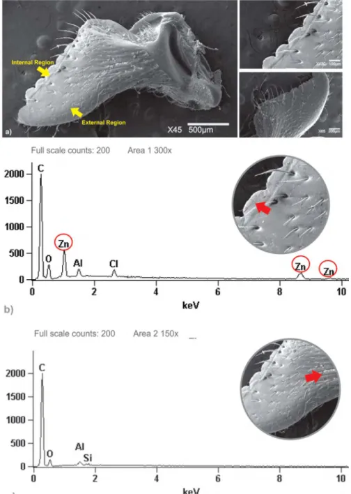 Figure 5. (a) SEM of the mandible Atta laevigata identifying morphological details of the internal and external  regions; (b) representative analysis via EDS on the surface of the mandible, identifying metallic elements such  as zinc in the internal region