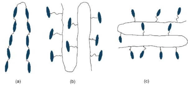 Figure 1. Schematic picture of MCLCPs (a), side-on SCLCPs (b), and end-on SCLCPs (c) 3 .