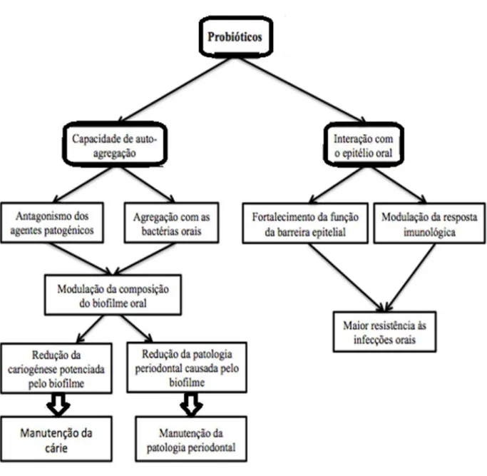 Figura  1.  Possíveis  mecanismos  de  ação  dos  probióticos  na  cavidade  oral  (adaptada  de(Stamatova  e  Meurman, 2009)