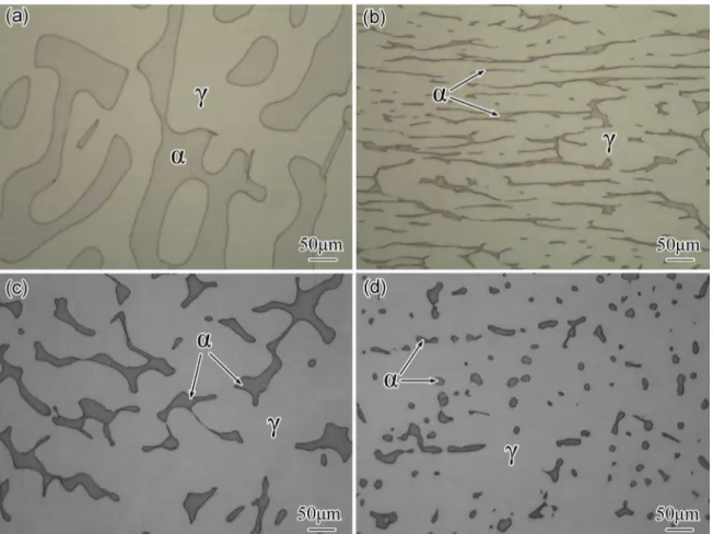 Figure 2. Microstructure of Z3CN20.09M specimens with diferent ferrite phase (a) annealed at 1350 °C, (b) hot forged, (c) containing  13% volume ferrite, (d) containing 8% volume ferrite, these specimens are named A, B, C, D respectively.