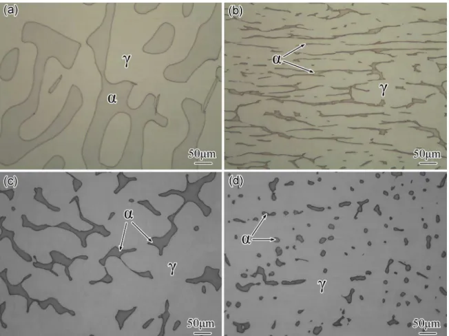 Figure 2. Microstructure of Z3CN20.09M specimens with diferent ferrite phase (a) annealed at 1350 °C, (b) hot forged, (c) containing  13% volume ferrite, (d) containing 8% volume ferrite, these specimens are named A, B, C, D respectively.