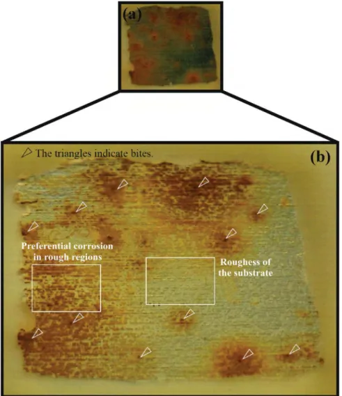 Figure 11. Tinplate after 48 hours immersion in 0.05 M NaCl.